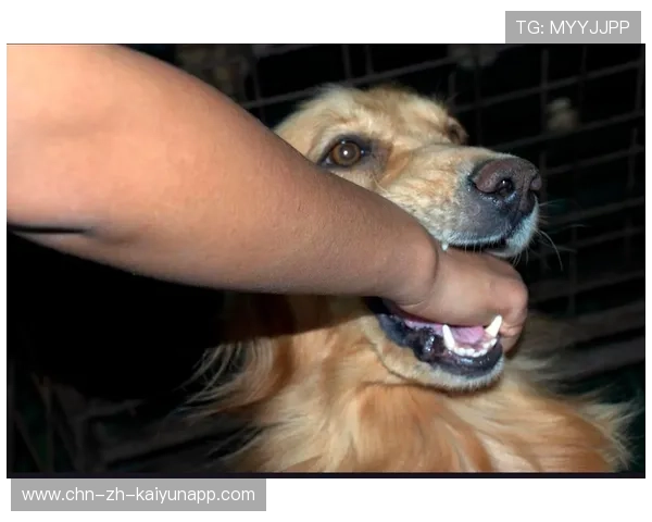 世界冠军的意外瞬间：狗狗扑倒背后的温情故事